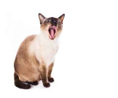 Image Title My Image