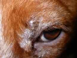 Image Title My Image